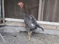 Chickens — foto 1