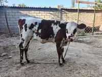 گاو ماده, Simmental cattle — عکس 1