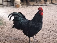 Australorp — foto 1