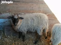 میش, Racka sheep — عکس 2