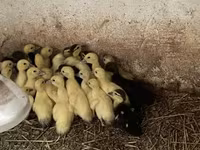 Ducks — عکس 1