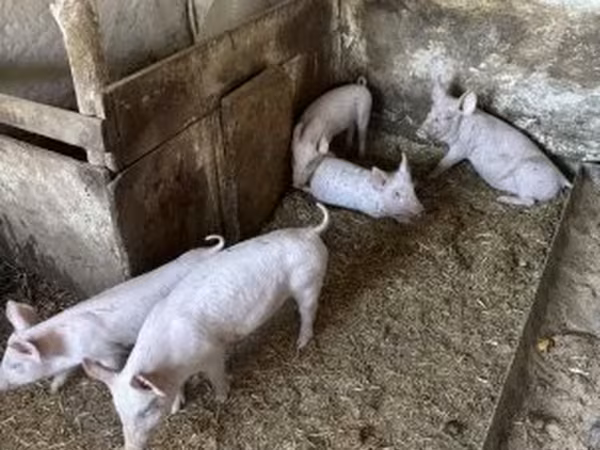 Babi (lot, jantina tidak dinyatakan), Pigs
