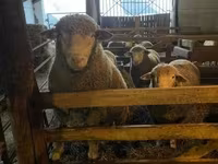 Vædder, Ile-de-France sheep — foto 1