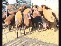 ஆண் ஆடு, ஆடுகள் — புகைப்படம் 8