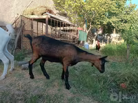 Goat, Saanen goat — photo 4