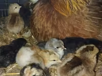 Chickens — sawirka 2