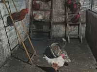Chickens — 사진 1