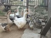 Geese — foto 2