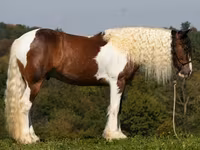 Pastuv, Pinto horses — fotografija 2