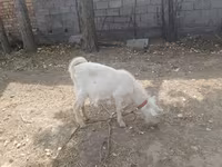 بز ماده, Alpine goat — عکس 3