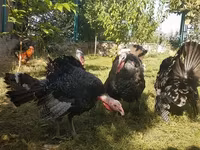 Turkeys — φωτογραφία 1