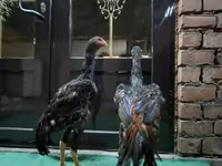 Chickens — foto 2