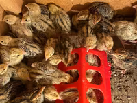 فرعون — الصورة 3