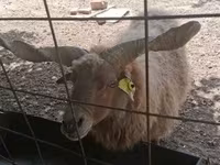 Овца, Racka sheep — снимка 8