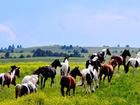Kuda betina, Kazakh horse — foto 3