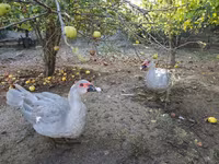 Ducks — photo 6