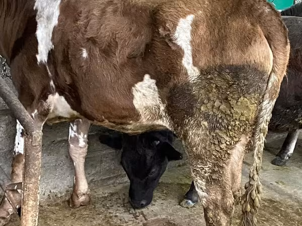 Bovine (lot, sex nespecificat), Bovine