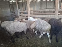 Ido, Sheep — sawirka 1