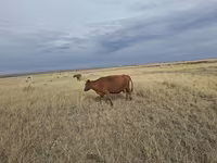 Cow, Cattle — photo 2