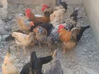 Chickens — Foto 2