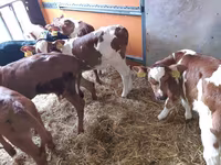 Bik, Simmental cattle — fotografija 1