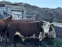 گاو نر, گاو سفیدسر قزاقستانی — عکس 4