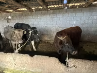Lembu jantan, Cattle — foto 1