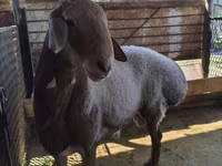 میش, Arashan sheep — عکس 1