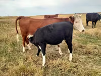 گائے, Simmental cattle — تصویر 3