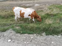 Ko, Simmental cattle — foto 3