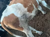 Ko, Simmental cattle — foto 2
