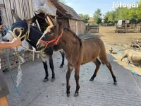 مادیان, اسب — عکس 1