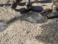 Ducks — foto 4