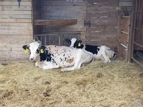 Cow, Holstein breed — Hungary