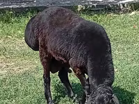 قوچ, Rhon sheep — عکس 5