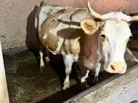 Krava, Swiss cattle — foto 3