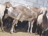 قوچ, Arashan sheep — عکس 5