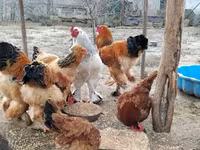 Բրահմա — լուսանկար 1