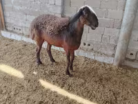 Pecore (lotto, sesso non specificato), Blackheaded Persian sheep — foto 3