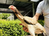 Chickens — Foto 7