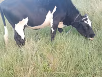 Lembu betina, Russian Black pied cattle — foto 2