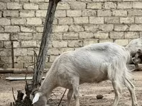 Ged, Saanen goat — foto 1