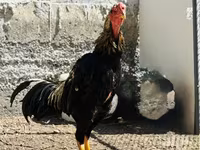 Chickens — عکس 2