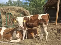 بقرة, Simmental cattle — الصورة 1