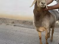 Ram, Arashan sheep — foto 1