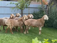 قوچ, Arashan sheep — عکس 3