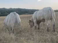 ወንድ በሬ, Charolais cattle — ፎቶ 7