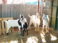 Buk, Saanen goat — foto 6