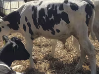 Býk, Russian Black pied cattle — foto 5
