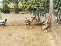 Chickens — foto 5